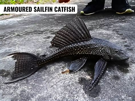 Armoured Sailfin Catfish - PWOnlyIAS