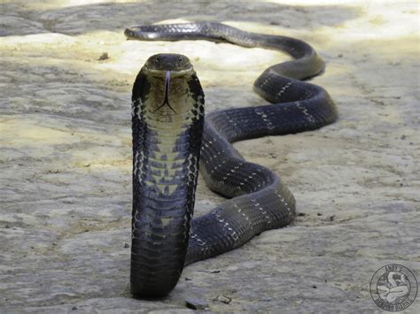 10000 best King Cobra images on Pholder | Natureismetal, Revolvers and