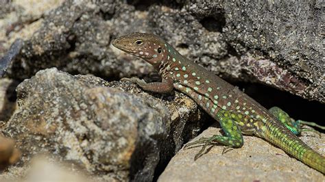 Basking Aruban Female Whiptail Lizard Cnemidophorus Arubensi