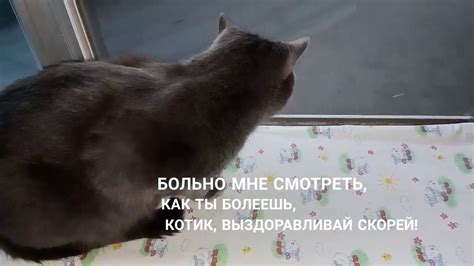 Выздоравливай котенок - YouTube