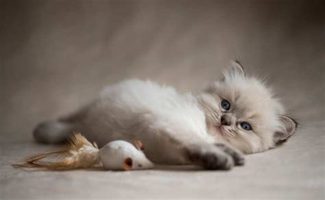 Lilac Ragdoll Cat (Lilac Mitted Ragdoll Kitten, Lynx Lilac Point Ragdolls)