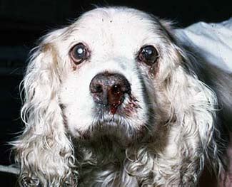 Nosebleeds in Dogs & Cats – What Do They Mean?!