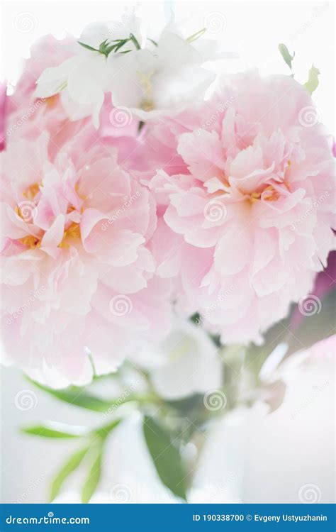 Fresh Peony Flower Bouquet Beautiful Pink Flowers Still Life Stock