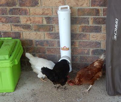 Best Rat-proof Chicken Feeder for your flock 2022: Review - Sterling ...