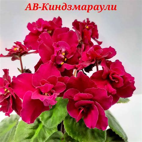 АВ-Киндзмараули > фото и описание сорта > Фиалки online