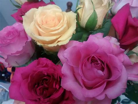 beautiful roses