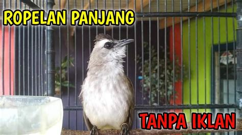 SUARA PANGGILAN BURUNG TRUCUKAN ROPEL PANJANG Pancing Trucuk Bahan