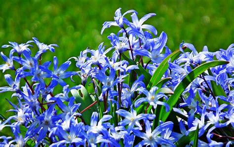 Kwiaty Lilia Afrykańska Botanika - Darmowe zdjęcie na Pixabay - Pixabay