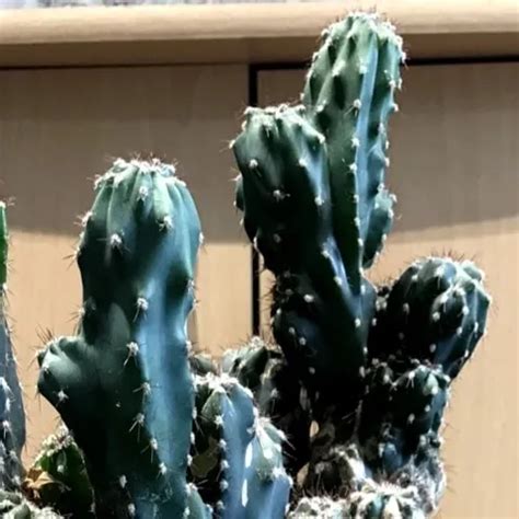 Sekushilover Celebrites Walking Butt Ass Naked Xhamster