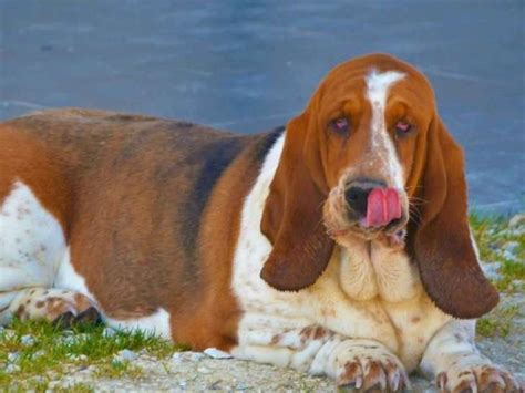 Vente dune chienne Basset Hound blanc et feu âgée de 4 ans LOF