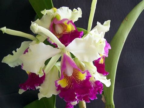 Watering Orchids - Garden.org