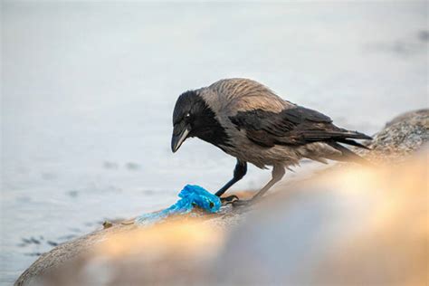 Top 10 Things Experts Are Saying About the Mind-Blowing Lyra Crow Leak. - u2iq17k