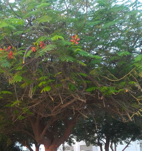 identification - What is this tree with twisted bark, fern-like leaves