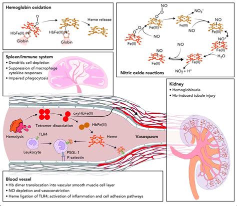 Toxicity pathways driven by hemolysis. From a biochemical perspective ...