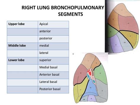 Bronchopulmonary segments