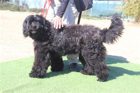 Are Portuguese Water Dogs Good With Cats