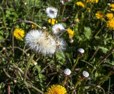 Mature Plants Mother And Stepmother Look Like Fluffy Dandelions Stock Photo Image Of Beautiful