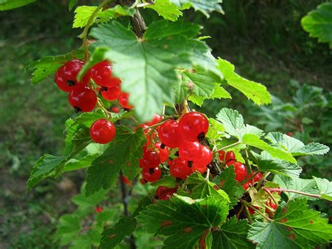 Обрезка смородины. От молодых саженцев до запущенных кустов