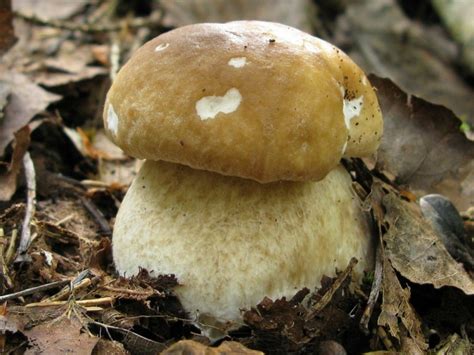 Купить Мицелий Белого гриба березового (Boletus betulicola)