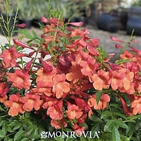 Bells Of Fire Star Nursery Garden And Rock Centers