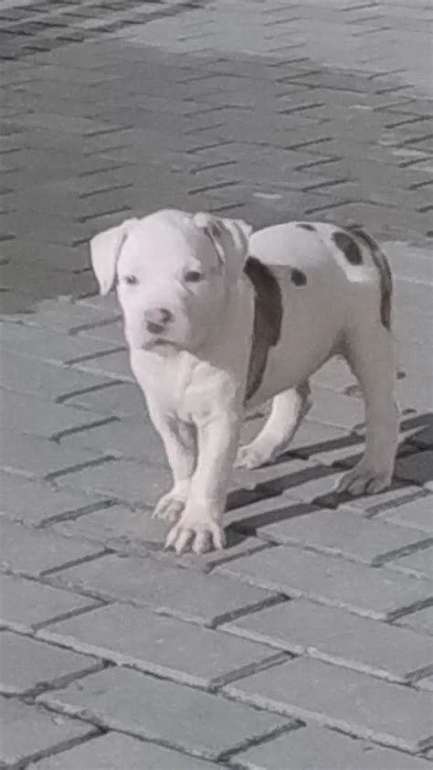 Pitbull American Staffordshire No Brasil