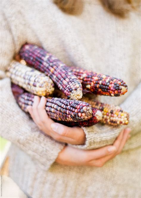 Gathering Corn By Stocksy Contributor Marta Locklear Stocksy