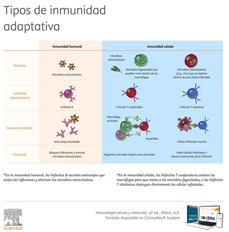 Inmunidad Adaptativa Propiedades Y Tipos En Inmunología