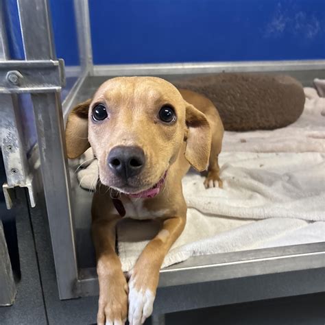 Apple Dumplin' - Adopted | Petfinder
