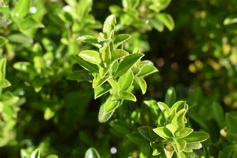 Euonymus Japonicus Microphyllus Gold 30 40cm 10lt Arundel Arboretum