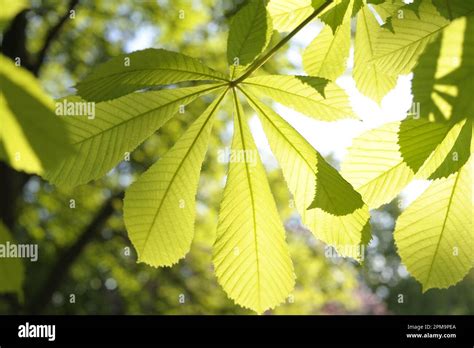 Horse Chestnut Tree Stock Photo Alamy