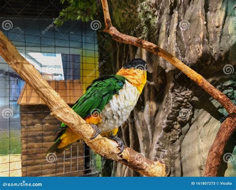 Grön Makakaamazon Macaw papegoja Som Sitter På En Perch I En Bur