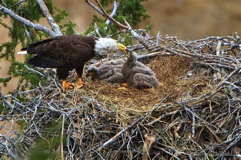 Bald Eagle: Habitat - First Grade Technology Class