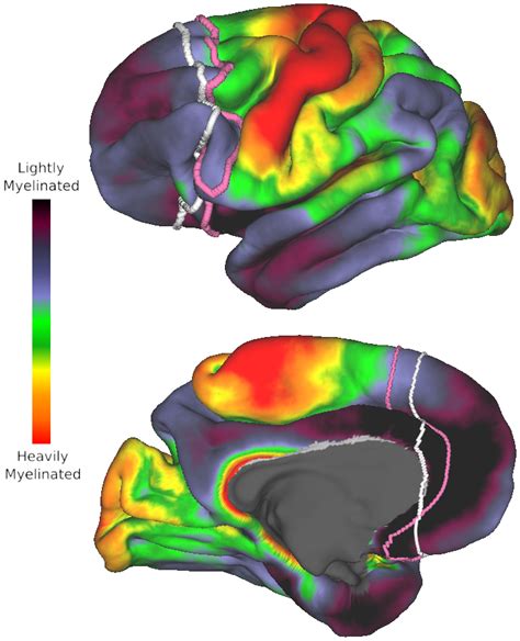 Quantitative Assessment Of Prefrontal Cortex In Humans Relative To