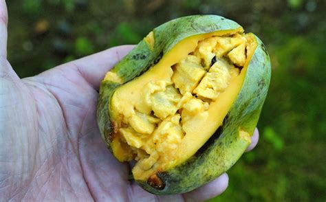 Pawpaw The Indiana Banana