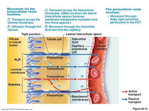 Ppt Figure 25 13 Powerpoint Presentation Free Download Id 6153805