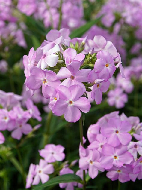 Phlox Amethyst Pearl Bluestone Perennials