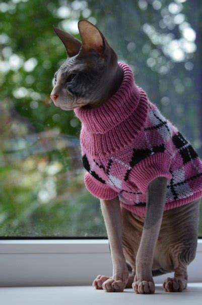 Одежда для котиков Сфинксов