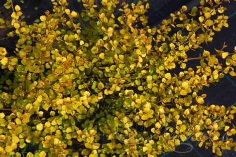 Береза нана (Betula nana `Golden Treasure`) - Изгороди - По областям ...