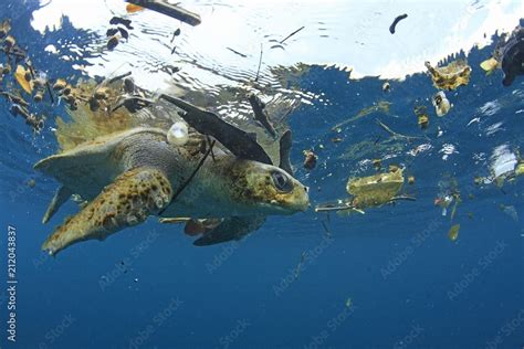 Sea Turtle Surrounded By Plastic Garbage In Water Stock Photo Adobe Stock