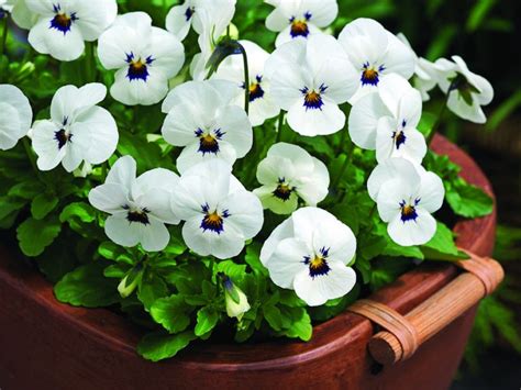 Viola Penny White Blotch Muller Seeds