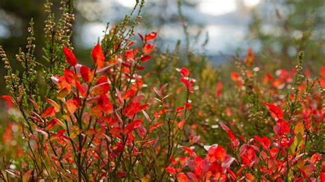 Wallpaper Bushes, red leaves, autumn 5120x2880 UHD 5K Picture, Image