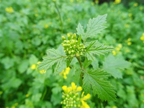Growing Mustard In Natural Conditions Mustard Flowers Stock Image