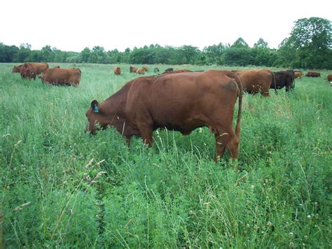 Beef Imports From South America Set To Increase