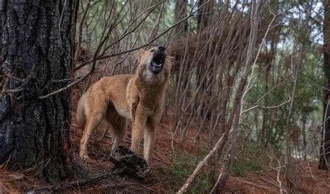 Take Action For Dingoes Animals Australia