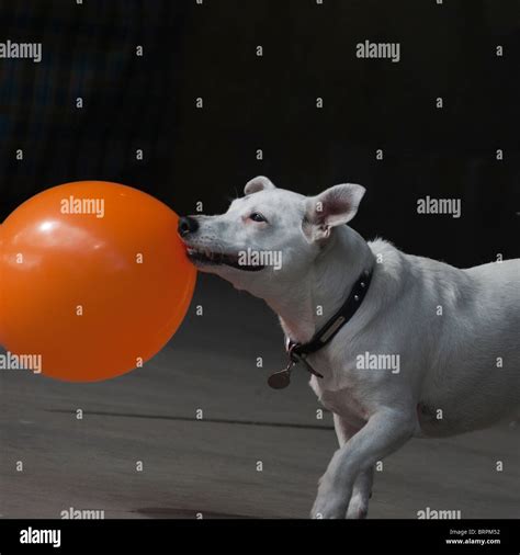 Balloon dog hi-res stock photography and images - Alamy