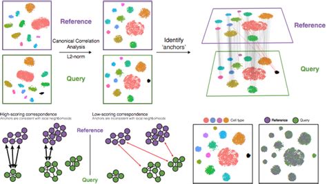 Single Cell Rna Seq Normalization Identification Of Most Variable