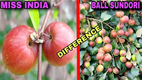 Difference Between Ball Sundori Miss India Apple Ber Kashmiri Apple