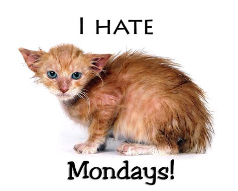 Cat Hates Monday Photograph By Joe Myeress Pixels