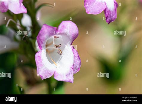 The Flower Of A Penstemon Pensham Laura Stock Photo Alamy