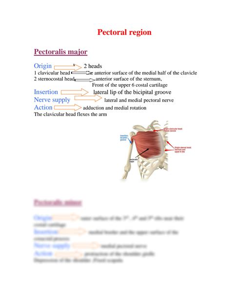 Solution Anatomy Muscles Of Pectoral Region Studypool